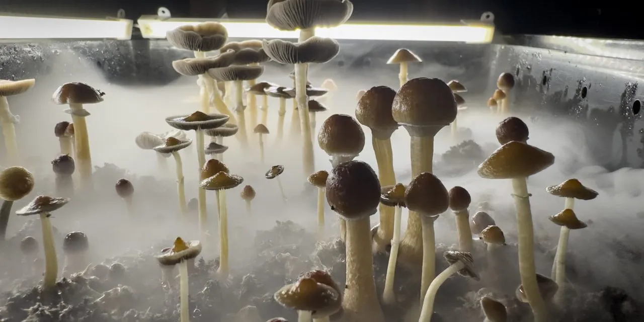 Market for psychedelic drugs to treat mental health gets a buy signal