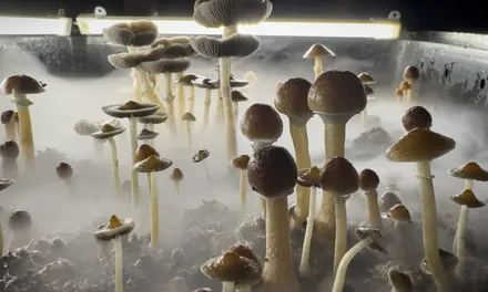 Market for psychedelic drugs to treat mental health gets a buy signal