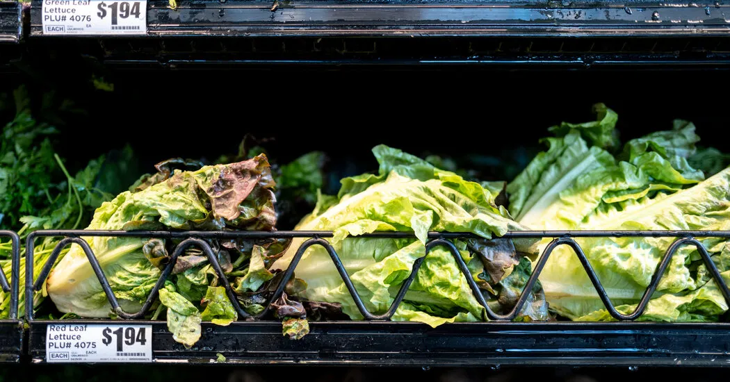 “Lettuce or salad greens” identified as a potential source of the Cyclospora outbreak